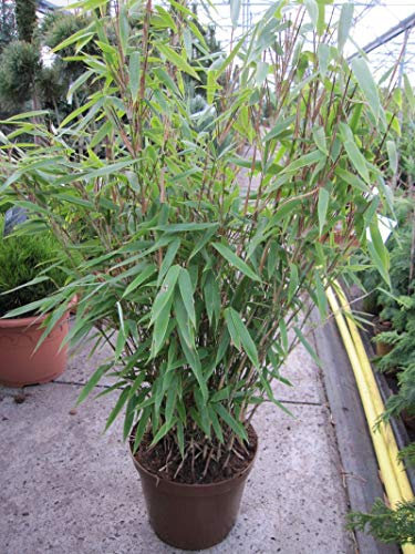 Fargesia murielae Kranich - Gartenbambus Kranich Größe 60-80 cm