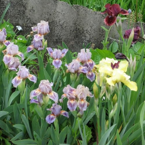 Bulbos de iris - camas elevadas para jardín resistentes balcón 4pcs