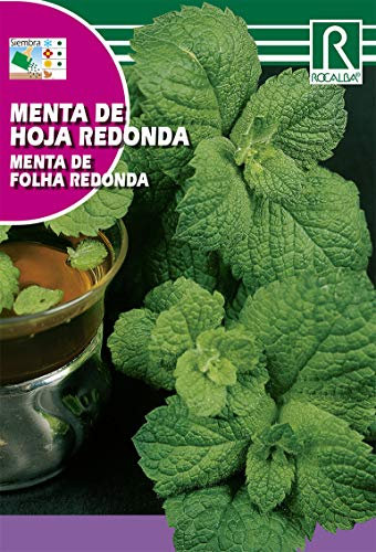 MENTA DE HOJA REDONDA, SEMILLAS