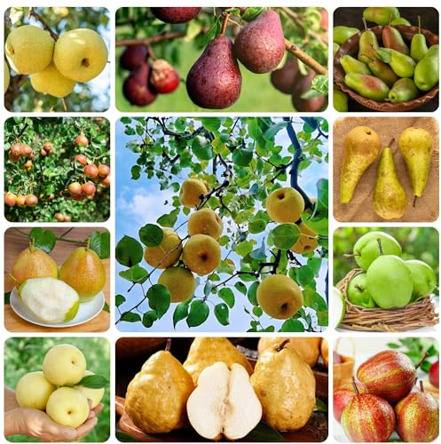 semillas de peral de interior, pera de lecho elevado, variedades antiguas de zapote, resistentes 200pcs