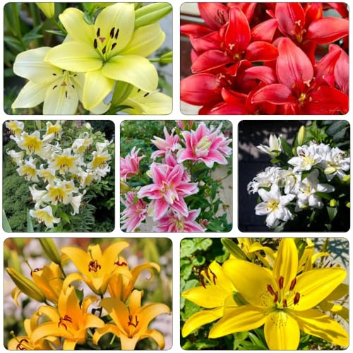 lilien zimmerpflanzen topfpflanzen pflanztopf pflanzendeko pflanztöpfe dekopflanzen dachbegrünung zimmerbonsai bonsai winterharte balkonpflanzen frühlingsblumen blumenzwiebeln 7zwiebeln