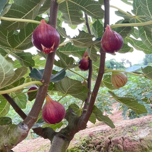 feigenbaum zwergobstbäume pflanztöpfe steingartenpflanzen hochbeete für garten pflanzenkübel spalierobst feigen säulenobstbäume baumsamen exotische zimmerpflanzen obstsamen 350samen