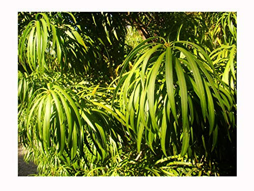 Japanese Yew, Podocarpus Macrophyllus, Edible Conifer, Showy Fruits and Foliage, Rarely Offered, 10cm Tall