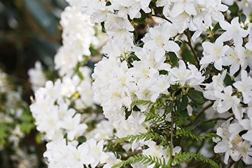 Rhododendron carolinianum 'Dora Amateis' 20–25 cm – Winterhart, Immergrün, Mehrjährig – Rhododendron – Zierstrauch für Garten & Kübel