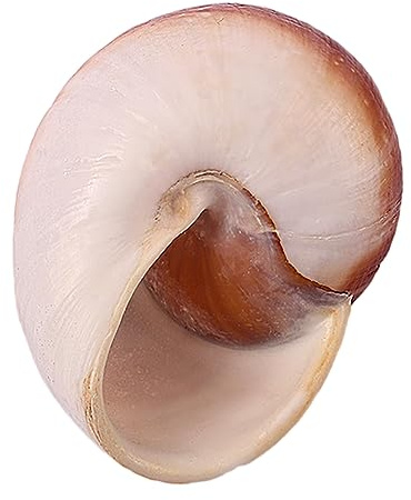 Coquille de mer naturelle. Coquillages naturels énormes, grandes coquilles de conque naturelles coquilles de crabe ermite fournitures de crabe ermite petites à moyennes coquilles de crabe ermite coqui