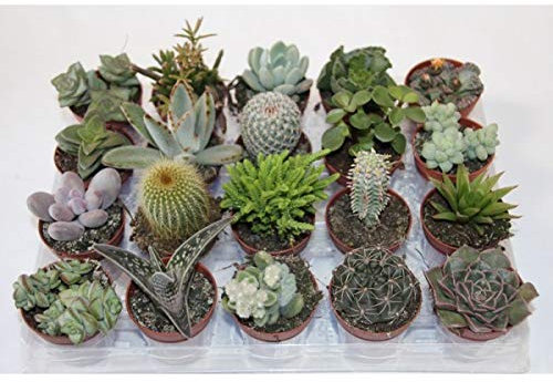 Cactus y Planta Suculenta y Crasa (20 unidades) (maceta 5,5 cm ø)
