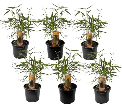 Plant in a Box - Fargesia scabrida 'Asiatisches Wunder' - 6er Set - Rote Bambus - Topf 13cm - Immergrün - Winterhart - Höhe 25-40cm