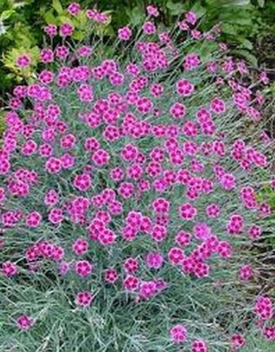 Clavel- (Dianthus deltoides) - Fanciulla Pink-200 halb