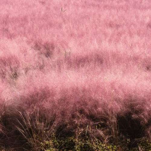 Muhlenbergia capillaris - hochbeet balkon steingartenpflanzen winterharte kübelpflanzen ziergräser winterhart hochbeett zimmerpflanze balkonpflanzen dachbegrünung gartenpflanzen 200samen