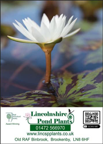 Lincolnshire Pond Plant - Catalogue - Pond and Bog Plant Needs - Fish or Wildlife Pond and bog Aquatic Plants