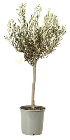 Olivier Olea Europaea 1/4 Tige Pot 25cm - Plante En Pot - Floraison Mai à Juin Exposition - Hauteur 3 à 5 m - Exposition Soleil Sol