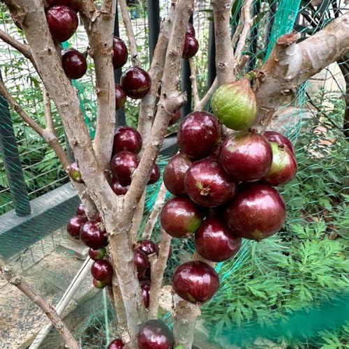 Semi di Jabuticaba - da balcone frutto colonnare raro serre da balcone vecchie varietà semi di frutto colonnari per gli amanti del giardino 100pcs