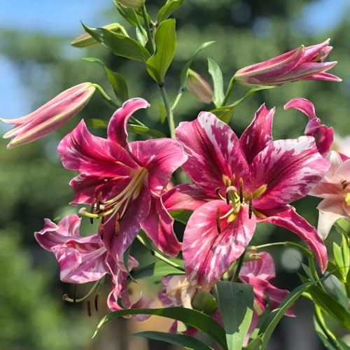 lirios - jardín balcón semillas de silvestres resistentes de jardín silvestres balcón semillas 30pcs
