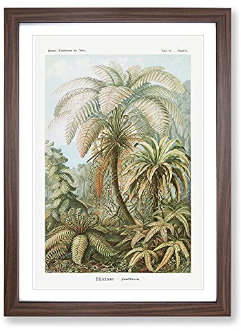 Ferns Vol.1 by Ernst Haeckel Framed Print | A2 Walnut Framed Wall Art | Ready to Hang | Modern Floral Picture | Living Room Bedroom Lounge Office