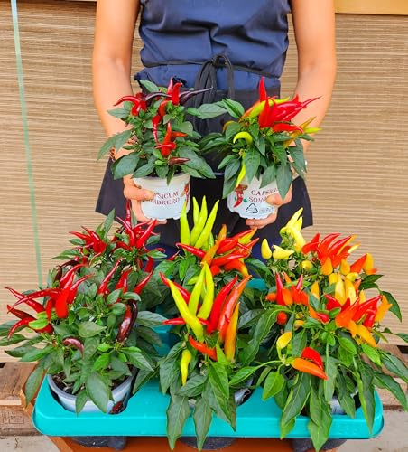 POWERS TO FLOWERS - PEPERONCINO ORNAMENTALE MIX, CAPSICUM, 3 PIANTE, VASO 11cm DIAMETRO, piante vere