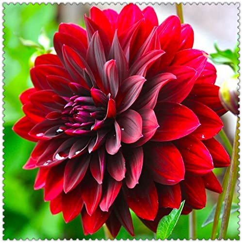 5 × bulbes Dalia bulbes de zinnia bulbes de fleurs pour plantes ornementales de jardin haute valeur ornementale