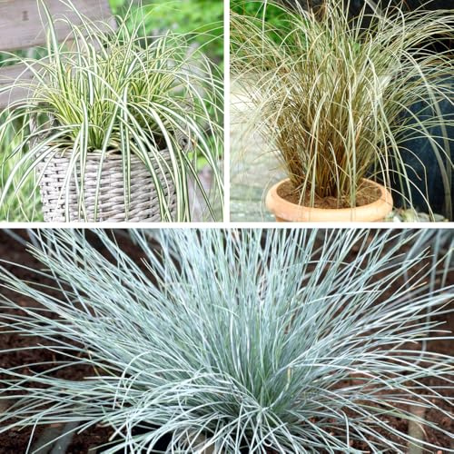 YouGarden Mix of 3 Colourful Ornamental Grasses Supplied in 9cm Pots, Garden Ready Ornamental Grass Supplied as Established Plants, Perfect in Borders, Pots or Planters Ready to Plant Grass