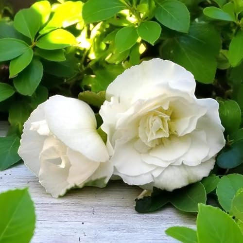 Carbeth Plants Begonia Nonstop White Summer Bedding Plant 2 x 9cm Pots