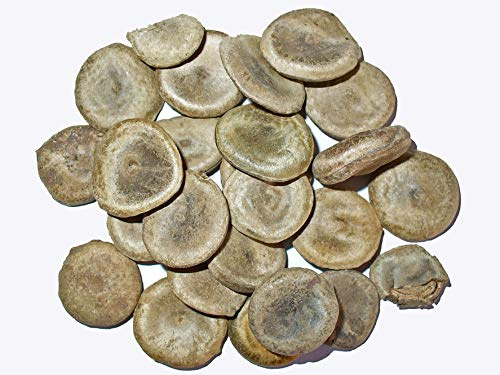 20 Samen Gewöhnliche Brechnuss -Strychnos nux-vomica-