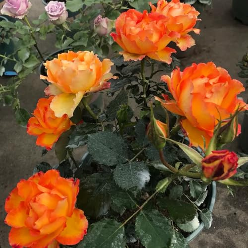 rosensamen blumengarten schnittblumen kräuterpflanzen winterharte stauden dauerblüher rosen extrem winterharte kübelpflanzen rankpflanze mehrjährige blumensamen kräutersamen 100samen