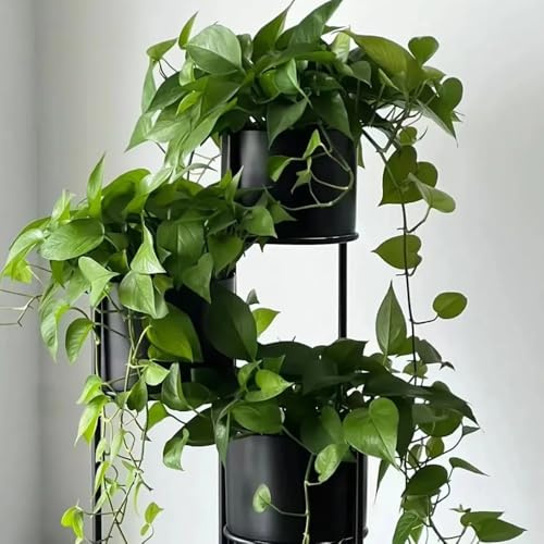 Epipremnum aureum - Pothos ornamentali semi di ufficio giardino d'appartamento esotiche balcone rialzato letto d'appartamento 550pcs