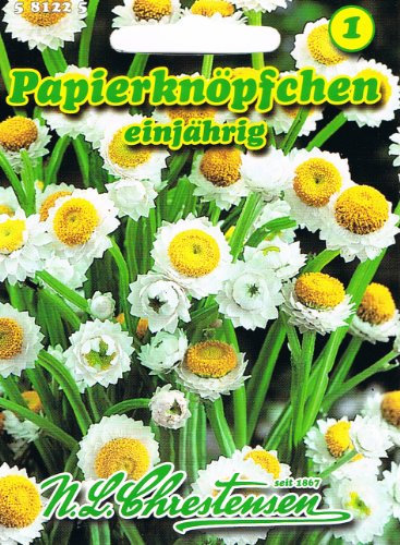 Papierknöpfchen 'Ammobium alatum' einjährig Trockenblume