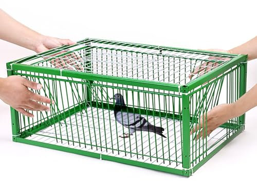 TRAGLO Cage piège pour Animaux Vivants, piège à Pigeons en métal avec Conception Anti-évasion, Cage piège à Lapins et à Oiseaux avec Porte d'entrée unidirectionnelle, espacement de cryptage de 2 cm (