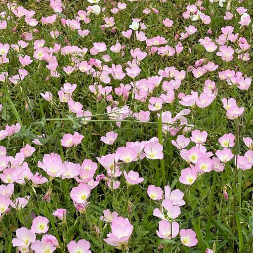 Semillas de onagra, Oenothera biennis, silvestres decoración de jardín para exterior 50pcs