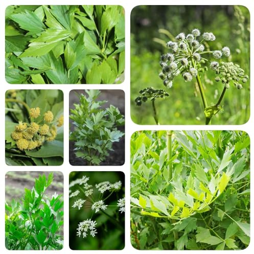 semillas de apio de monte, semillas resistentes para jardines rocas variedades antiguas exótico productos sostenibles resistentes extraño 500pcs