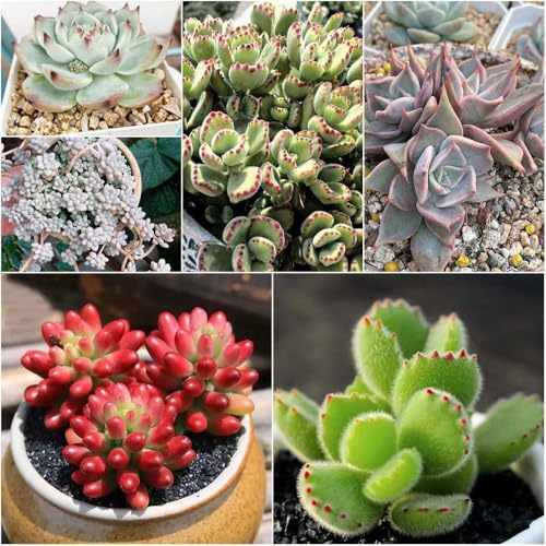 sukkulenten - hochbeete für garten bonsai dekopflanzen kräuterbeet steingartenpflanzen winterhart sukkulente pflanzensamen balkon deko zimmerpflanzen topf 300samen