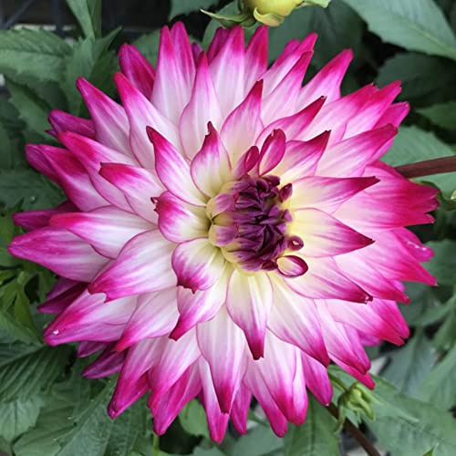 Dahlien Rhizomen, Dauerblüher, Einfach Zu ZüChten, Winterhart MehrjäHrig, Seltene Rhizome, GroßE Dahlie, Gemischte Farben, 4zwiebeln-H