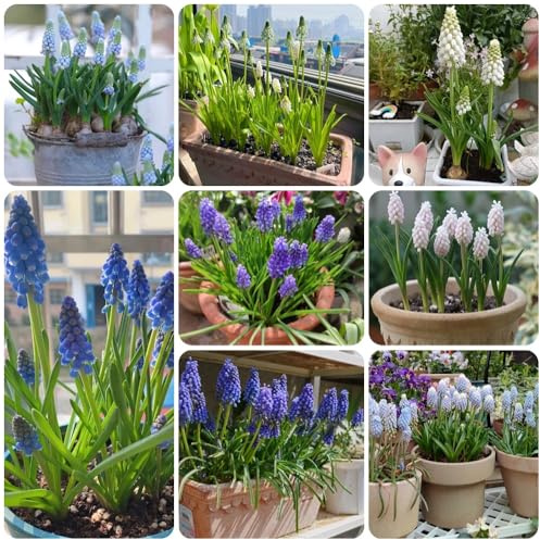 Hyazinthen, blumenzwiebeln frühblüher Hyacinthus orientalis, seltene blumendeko winterharte für garten stauden winterhart mehrjährig garten 2Zwiebeln