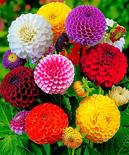 SeedsUP - 30+ Seeds Pompon Dahlia - Flower Mix