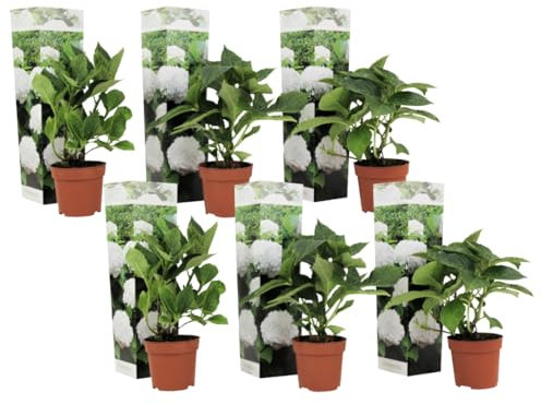 Plant in a Box - Hydrangea macrophylla Weiss - 6er Set - Hortensie - Winterhart - Gartenpflanzen - Topf 9cm - Höhe 25-40cm