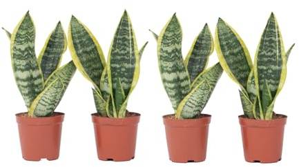 Plant in a Box - Sansevieria 'Futura Superba' - Zimmerpflanzen - Pflegeleicht -Gelblicher Bogenhanf - 4er Set - Topf 12cm - Höhe 35-40cm