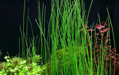 AquaOne Aquarium Pflanze Eleocharis montevidensis Aquascaping Dekoration | Wasserpflanze Aquariumpflanze Ausläufer voll durchwurzelt einfach pflegeleicht
