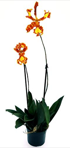 POWERS TO FLOWERS - PSYCHOPSIS ARANCIO, ONCIDIUM, pianta vera