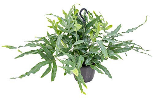 Bloomique - Phlebodium Blue Star - Goldtüpfelfarn - Hängepflanze - Zimmerpflanzen - Pflegeleicht - Luftreinigend - Höhe 20-30 cm - Hängetopf 17 cm