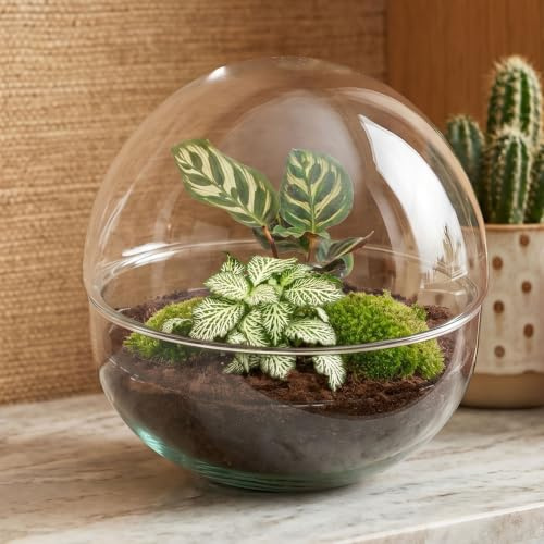 Terrario de Plantas - Cúpula - Ecosistema con Plantas - ↑ 20 cm
