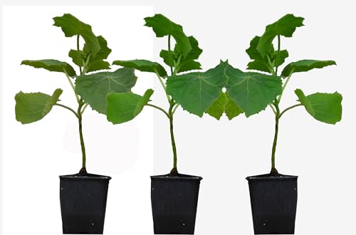 Seedeo® Blauglockenbaum (Paulownia tomentosa) 3 x Jungpflanzen