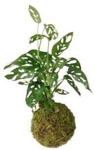 DECOALIVE |Monstera Adansonii |Kokedama Bola Musgo | Árbol Natural de Interior