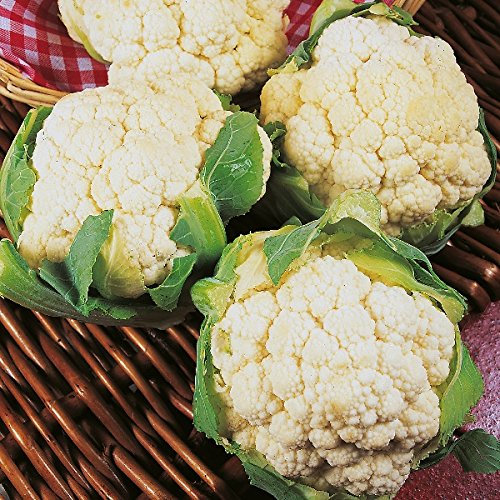 Pack Vegetable Seeds Cauliflower 'Igloo' Kings Garden Seed