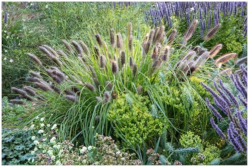 Stauden Gänge 3 x Pennisetum alopecuroides var. viridescens im 1 Liter Topf (Ziergras/Gräser/Winterhart/Mehrjährig/Staude/Stauden) Dunkles Lampenputzergras - Eleganz in dunklen Tönen