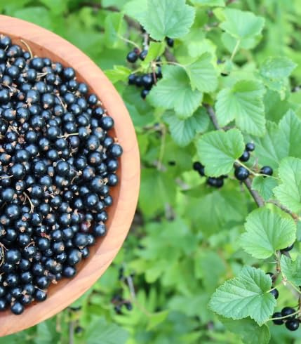 Black Currant Plant Live Rooted Starter Plant, Currant Bush Live Plant for Planting, No Ship to NC, WV, NH, Current Fruits