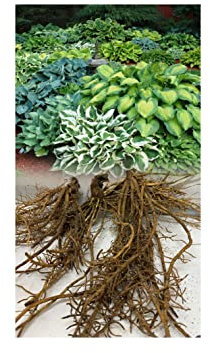3 Hosta Pot Luck Plantain Lily Mixed Varieties Bare Root Perennial Plant Grade 1 : - by GARTHWAITE NURSERIES® : - UK Stockist