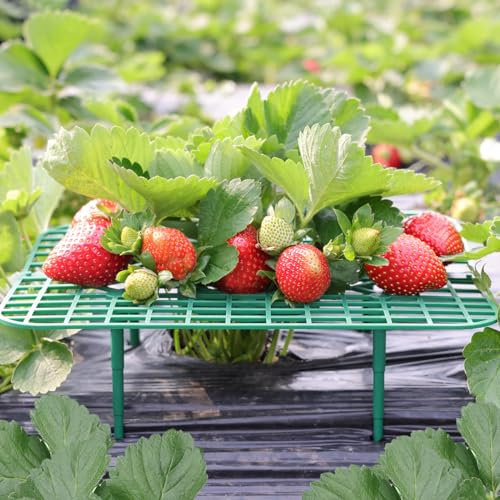 ANGTUO ANTUO 10 Stück Quadratisch Erdbeerreifer Gartenzubehör Schneckenschutz Erdbeerstützen Schutz Gemüsegarten Zubehör Erdbeergitte