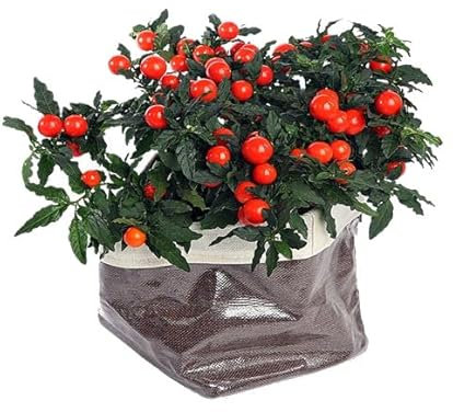 Solanum Pseudocapsicum Arbusto Natural Perfecto para Decorar el Hogar