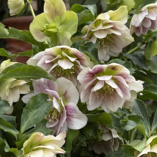 christrose blumensamen kaufen dekopflanzen frühlingsblumen kräutersamen zimmerpflanze pflanztöpfe wildblumen balkonblumen garten hochbeet winterharte stauden dauerblüher schnittblumen 180samen