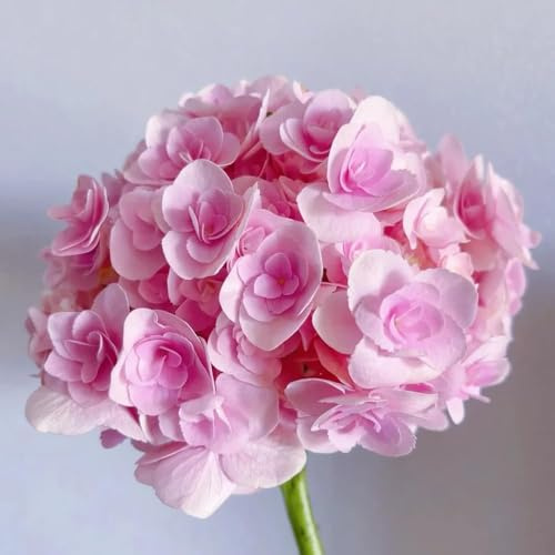 1000 piezas de hortensias semillas resistentes - jardín jardin de balcón resistentes al invierno, trepadoras,