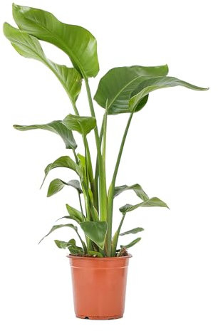 Bloomique - Strelitzia Nicolai - Strelitzie Pflanze - Paradiesvogel Pflanze - Paradiesvogelblume - Zimmerpflanzen Groß - Grünpflanzen Luftreinigend - Höhe 70-80 cm - Topf 21 cm